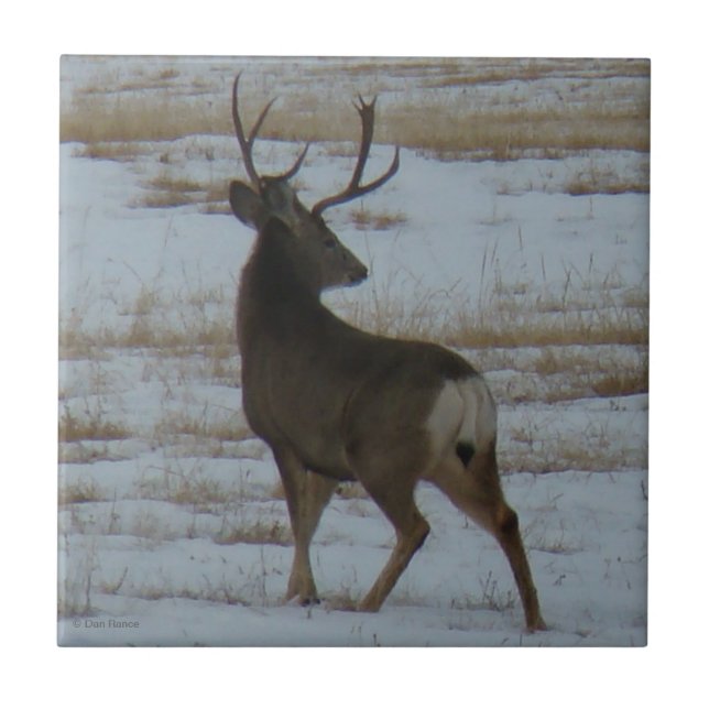 D15 Mule Deer Buck Fliese (Vorderseite)