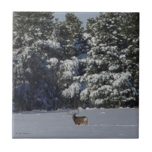 D17 Maultierhirsch Bock in schneebedeckten Fichten Fliese