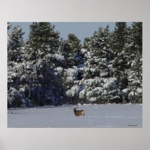 D17 Maultierhirsch im schneebedeckten Fichtenwald Poster