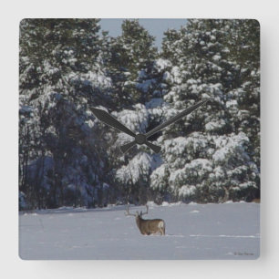 D17 Mule Deer Buck in Snowy Spruce Trees Quadratische Wanduhr