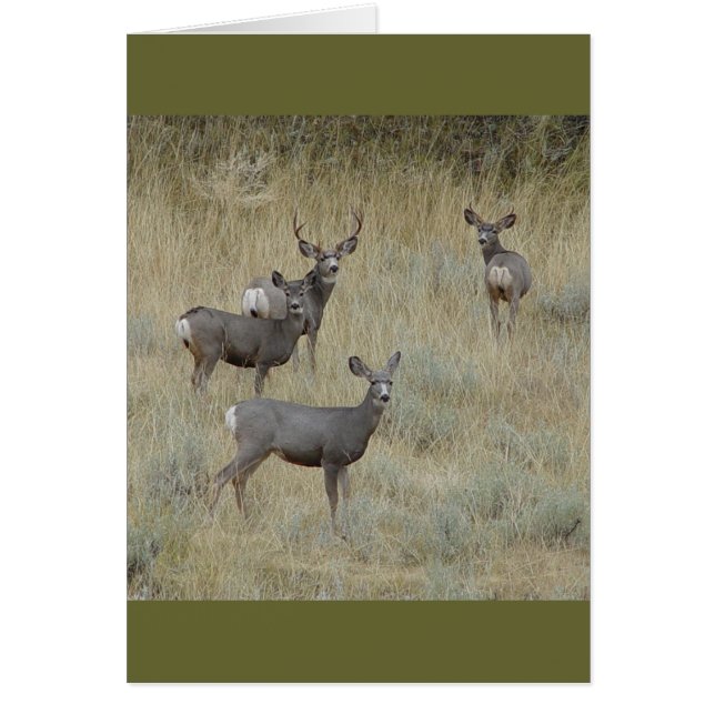 D18 Mule Deer (Vorne)