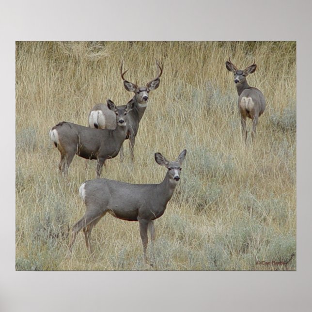 D18 Mule Deer Poster (Vorne)