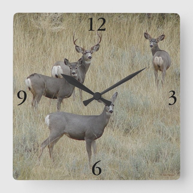 D18 Mule Deer Quadratische Wanduhr (Vorderseite)
