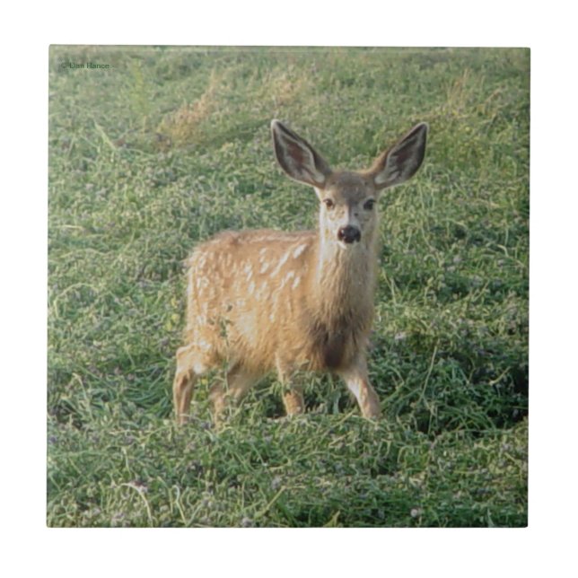 D19 Mule Deer Fawn Fliese (Vorderseite)