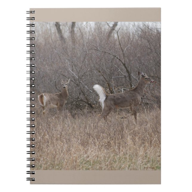 D1 Weißschwanzbucken Notizblock (Vorderseite)