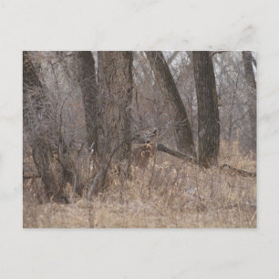 D1 Weißwedelhirsch Frühjahrsbock in Cottonwoods Postkarte