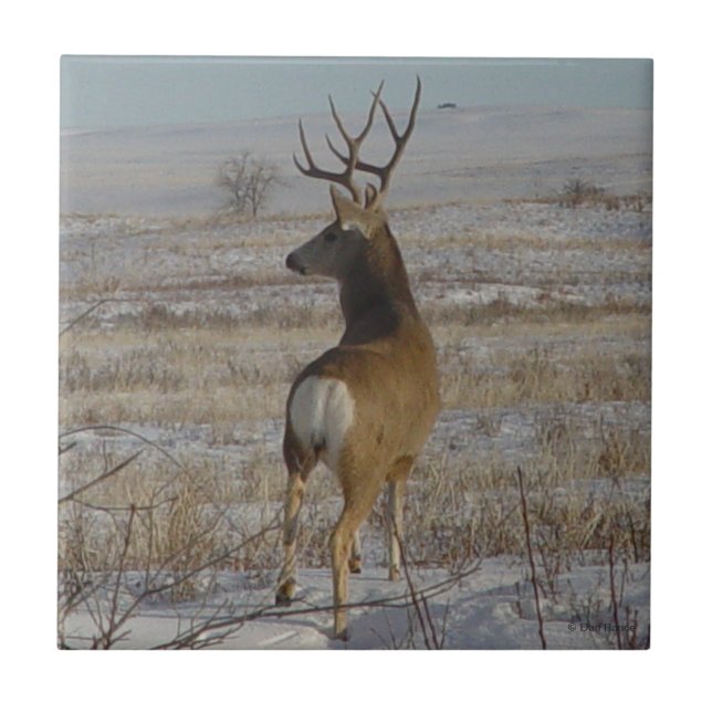 D20 Mule Deer Buck in Snow Fliese (Vorderseite)