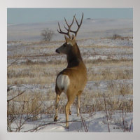 D20 Mule Deer Buck in Snow