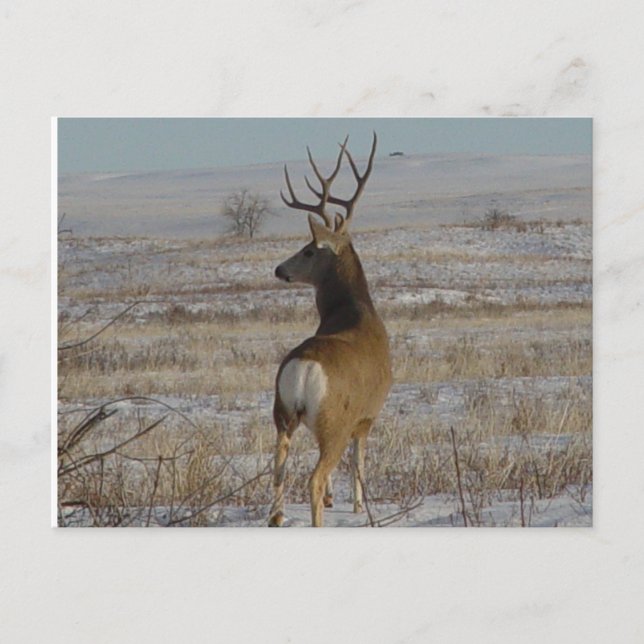 D20 Mule Deer Buck in Snow Postkarte (Vorderseite)