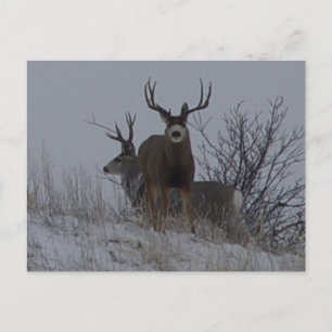 D21b Mule Deer Postkarte