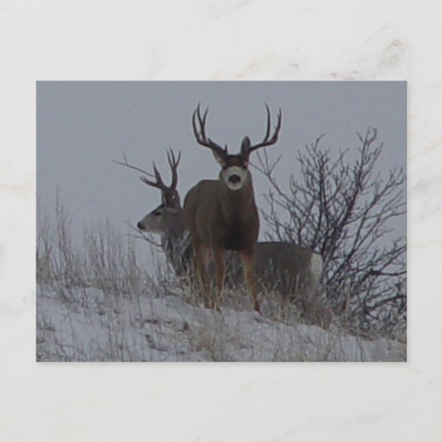 D21b Mule Deer Postkarte (Vorderseite)