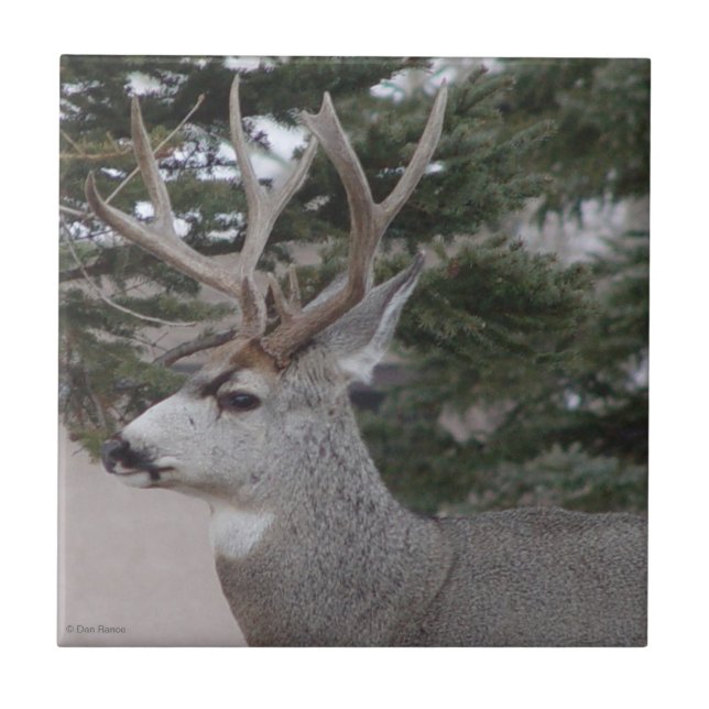 D25 Mule Deer Buck Fliese (Vorderseite)