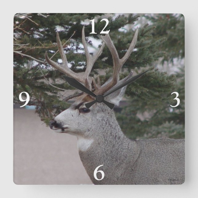 D25 Mule Deer Buck Head and Shoulders Quadratische Wanduhr (Vorderseite)