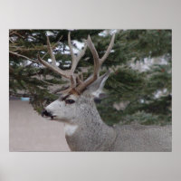 D25 Mule Deer Buck