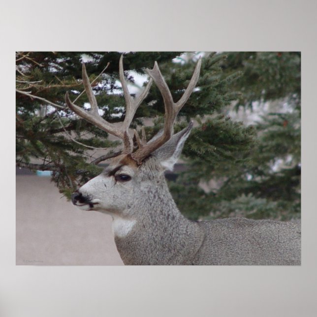 D25 Mule Deer Buck Poster (Vorne)