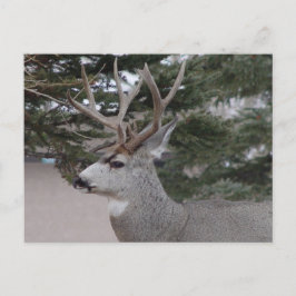 D25 Mule Deer Buck Postkarte