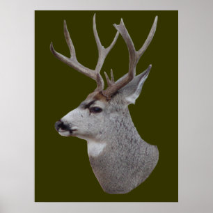 D27 Mule Deer Buck Head Poster