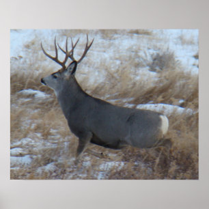 D28 Mule Deer Buck Running Poster