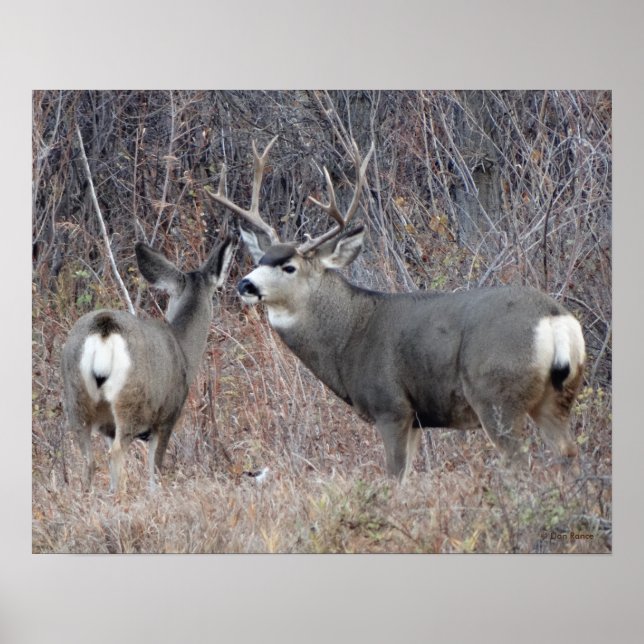 D29 Maultierhirsch Bock und Hirschkuh Poster (Vorne)