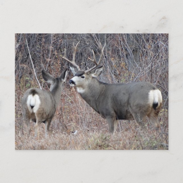 D29 Mule Deer Buck and Doe Postkarte (Vorderseite)