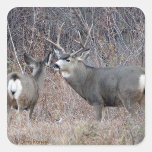 D29 Mule Deer Buck and Doe Quadratischer Aufkleber