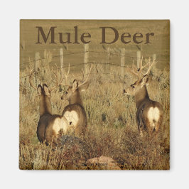 D30 Mule Deer Bucks Magnet