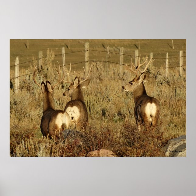 D30 Mule Deer Bucks Poster (Vorne)