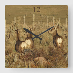 D30 Mule Deer Bucks Quadratische Wanduhr