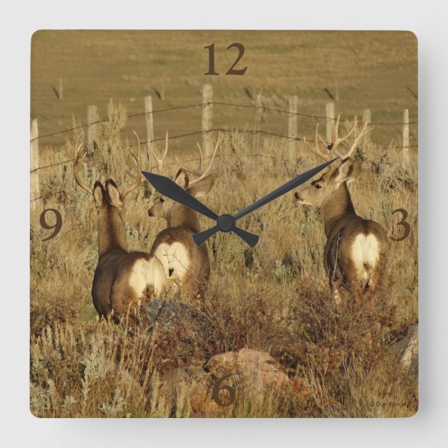D30 Mule Deer Bucks Quadratische Wanduhr (Vorderseite)
