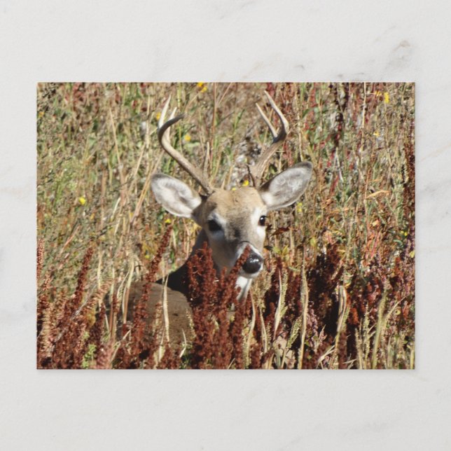 D31 Weißschwanzhirsche im Unkraut Postkarte (Vorderseite)
