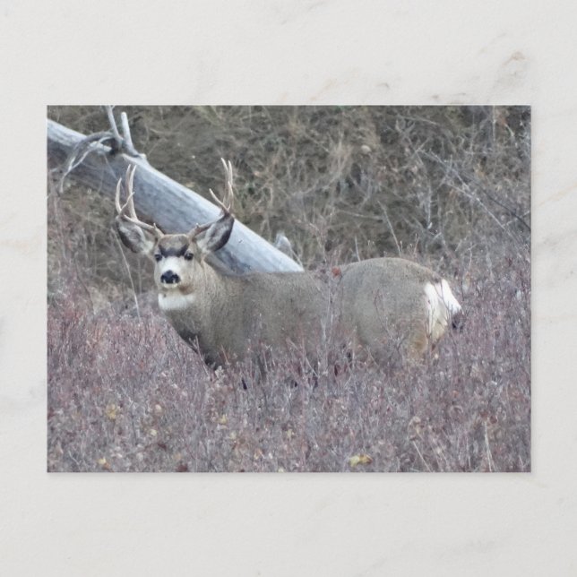 D32 Maultierhirsch-Bock Postkarte (Vorderseite)