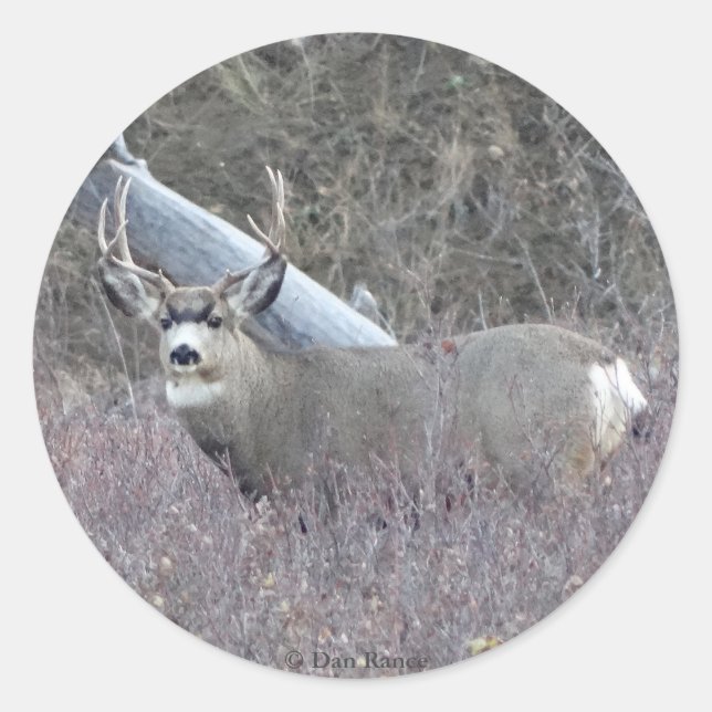 D32 Mule Deer Buck Runder Aufkleber (Vorderseite)
