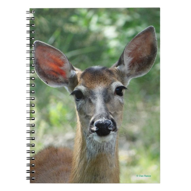 D33 Weißschwanz Notizblock (Vorderseite)