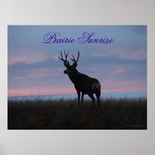 D3 Maultierhirsch Sonnenaufgang Bock Poster