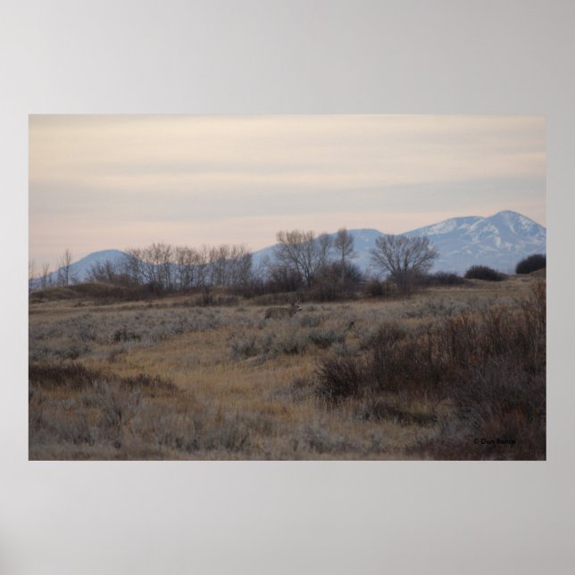 D4 Mule Deer Sweet Grass Hills Poster (Vorne)