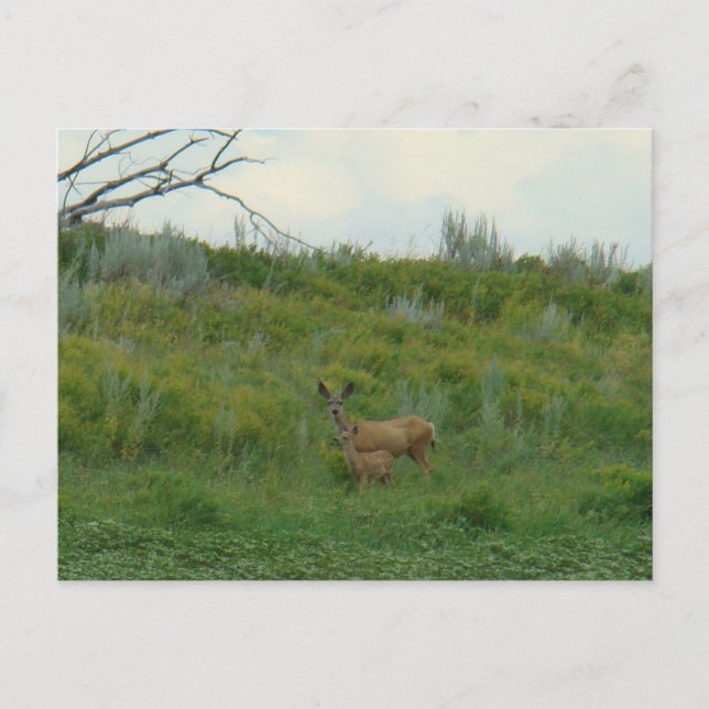 D5 Maultierhirsch Weibchen und Kitz Postkarte (Vorderseite)