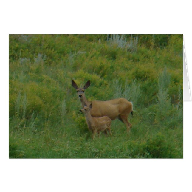 D5 Mule Deer Doe and Fawn (Vorderseite (Horizontal))