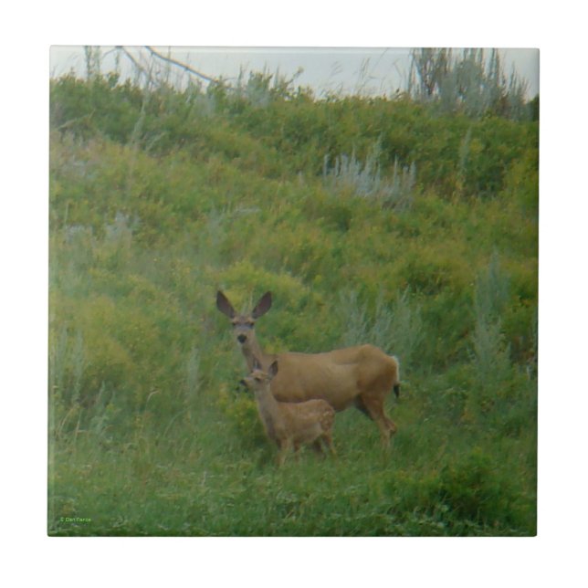 D5 Mule Deer Doe and Fawn Fliese (Vorderseite)