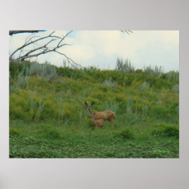 D5 Mule Deer Doe and Fawn Poster