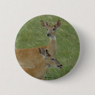 D6 Weißschwanzbucks Button