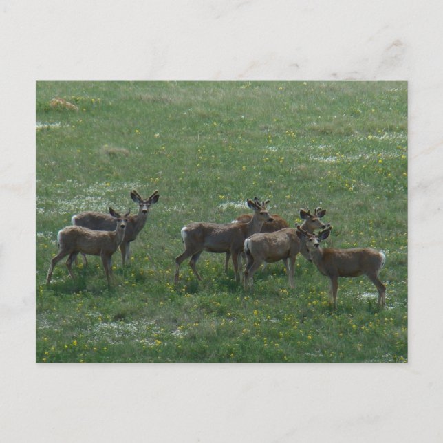 D7 Mule Deer Bucks im Frühjahr Postkarte (Vorderseite)