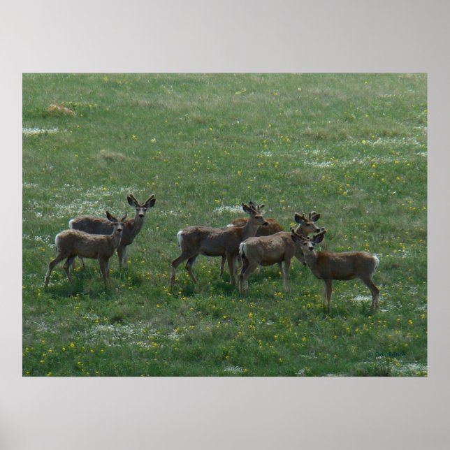 D7 Mule Deer Spring Bug on Green Poster (Vorne)