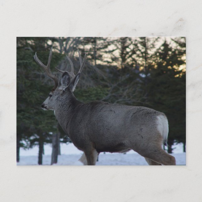 D8 Maultierhirsch Bock Postkarte (Vorderseite)