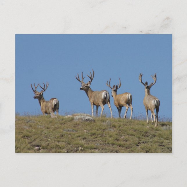 D9 Mule Deer Bucks in Velvet Sky Lined Postkarte (Vorderseite)