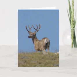 D9a Maultierhirsch-Dollar im Samt Karte