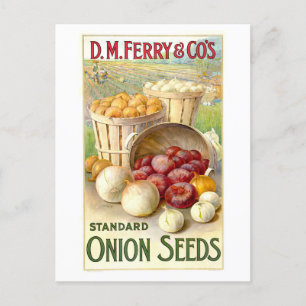 D. M. Ferry & Co. Vintage Zwiebelsamen-Werbung Postkarte