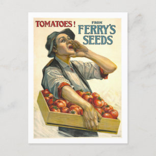 D.M. Ferry Vintage Tomatensamen-Werbung Postkarte