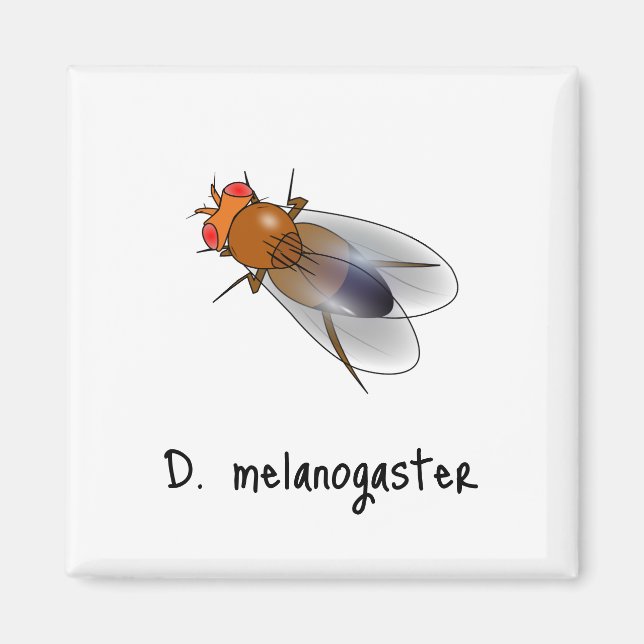 D. Melanogaster-Magnet Magnet (Vorne)