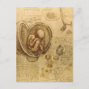 da Vinci - Embryo Sketch Postkarte