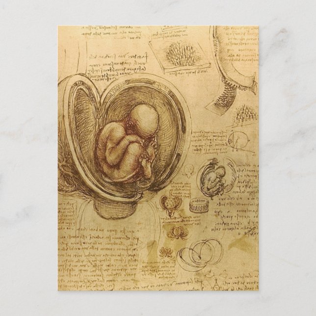 da Vinci - Embryo Sketch Postkarte (Vorderseite)